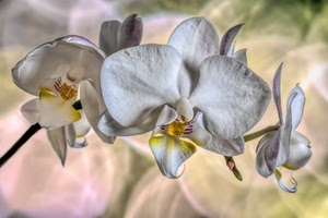 bianco, fiori, petali, orchidea, giallo, fiore, macro, orchidee, sfocato, sfondo, natura, bokeh, gambo, pistilli