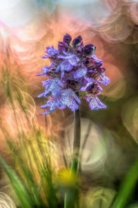 fiore, viola, verde, petali, foglie, sfocato, stelo, bokeh, colori, macro, natura, sfumature, orchidea