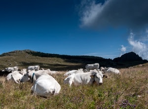mucche, cielo, erba, nuvole, bianco, montagne, azzurro, pascolo, prato, montagna, bovini, campo, sdraiate, verde, ombra, bianche, animali