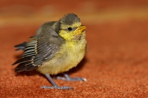 uccello, becco, piume, giallo, zampe, volatile, passero, animale