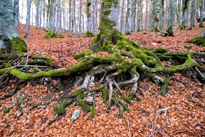 radici, muschio, alberi, foglie, bosco, verde, tronchi, autunno, marrone, sottobosco, albero, grigio, marroni