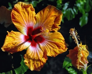 petali, rosso, verde, fiore, foglie, pistillo, giallo, corolla, ibisco, pistilli, bianco, stami, arancione, natura, fiori, colori