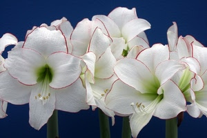 fiori, bianco, petali, rosso, pistilli, verde, gigli, natura, blu, stami, gambi, macro, fiore