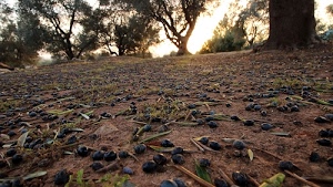 olive, terra, foglie, alberi, ulivi, agricoltura, terreno, verde, nere, luce, marrone, cielo, frutti, campagna, rami