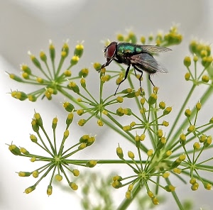insetto, verde, mosca, ali, zampe, fiori, giallo, occhi, macro, moscone, boccioli, piante, gambi, pianta, natura, insetti