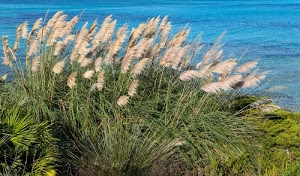 verde, mare, acqua, erba, azzurro, vento, piante, vegetazione, foglie, canne, flora, cespuglio, natura