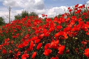 rosso, papaveri, nuvole, cielo, palo, verde, fiori, boccioli, petali, piante, luce, natura, campo