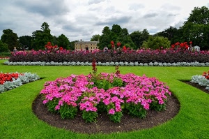 fiori, giardino, alberi, verde, aiuola, villa, aiuole, erba, piante, prato, rosso, parco, nuvole, rosa, cielo