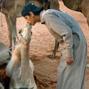 sabbia, bacio, corda, cappello, ragazzo, deserto, dromedario, tunica, cammello, animali, animale, cammelli, tenerezza, profilo, zampe, uomo, persona, blu