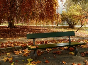 panchina, foglie, autunno, parco, alberi, albero, verde