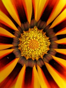 giallo, fiore, petali, macro, arancione, colori, rosso