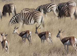 zebre, animali, savana, corna, gazzelle, strisce, erba