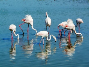 acqua, fenicotteri, uccelli, zampe, bianco, riflessi, mare, becco, trampolieri, animali