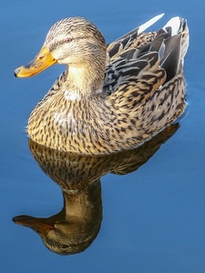 becco, riflesso, acqua, piume, anatra, uccello, occhio, animale, azzurro, papera, ali, marrone, piumaggio