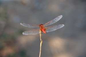 ali, libellula, stelo, insetto, quattro, ramo, trasparenze, rosso, arancio