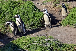 pinguini, verde, uccelli, animali, quattro, piante, bianco, cespugli, camminare, fila, rami