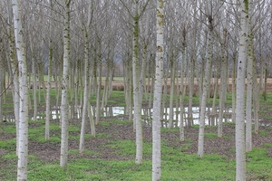 alberi, pioppi, bosco, acqua, pioppeto, erba, rami, tronchi, verde, fusti