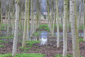 alberi, acqua, pioppi, erba, tronchi, pioppeto, foglie, pozzanghera, riflesso