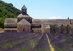 lavanda, chiesa, viola, campo, fiori, provenza, monastero, coltivazione
