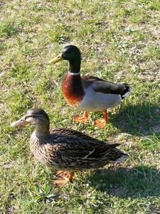 due, zampe, erba, anatre, papere, piume, uccelli, becco, prato, becchi, animali, verde, femmina, palmipedi, ombre, maschio, colori, pennuti