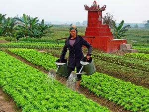 donna, acqua, annaffiatoi, orto, innaffiatoi, verde, verdure, innaffiare, piantagione, due, piante
