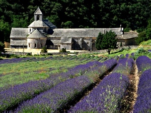 lavanda, chiesa, fiori, alberi, verde, viola, campanile, piante, campo, convento, campi, finestre, tetti