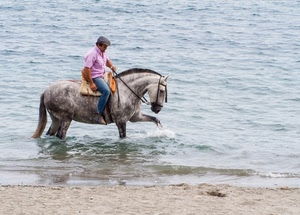 cavallo, mare, cavaliere, spiaggia, coda, grigio, criniera, acqua, uomo, animale, onde, sabbia, redini, briglie, rosa