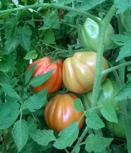 foglie, pomodori, rosso, verde, piante, maturo, pianta, pomodoro, verdura, acerbi, rami, maturi, verdi, ortaggi, cuore, arancione, bue, acerbo